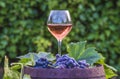 Glass of pink wine and red grapes with leaves on old barrel Royalty Free Stock Photo