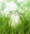 Glass pitcher of milk standing on grass close up Royalty Free Stock Photo