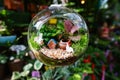 Glass plant terrarium