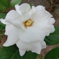 Glass plate flowers are very fragrant, white and radiant