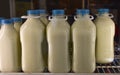Glass quart and half gallon vintage containers of white milk on grocery