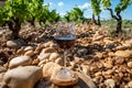 Glass of red dry wine and large pebbles galets and sandstone clay soils on vineyards in ChÃÂ¢teauneuf-du-Pape ancient wine making