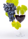 Glass of red wine with blue grape cluster Royalty Free Stock Photo