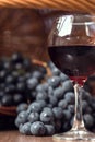 A glass of fragrant red wine and bunches of blue grapes Royalty Free Stock Photo