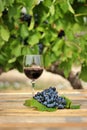 Glass of red wine with grape cluster on an old wooden table Royalty Free Stock Photo