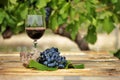 Glass of red wine with grape cluster on an old wooden table Royalty Free Stock Photo