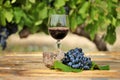 Glass of red wine with grape cluster on an old wooden table Royalty Free Stock Photo