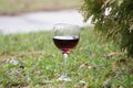 Glass of red wine on green grass Royalty Free Stock Photo