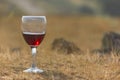 A glass of red wine Royalty Free Stock Photo