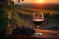 A glass of red wine and purple grapes on a wooden table with a view of the vineyard at sunset. Royalty Free Stock Photo