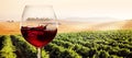 Glass of red wine in sunny vineyard landscape