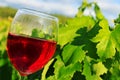 Glass of red wine in a vineyard Royalty Free Stock Photo