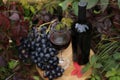 glass of red wine on wooden background with autumn leaves Royalty Free Stock Photo