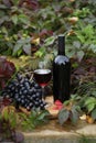 glass of red wine on wooden background with autumn leaves Royalty Free Stock Photo