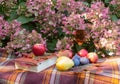 Rose champagne, book, figs and fruits on plaid on autumn hydrangea flowers background