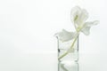 Glass science beaker with water and white soft natural flower for cosmetic research background
