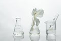 Glass science flask and beaker with water and white soft natural flower for cosmetic research background