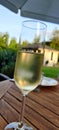 Glass of Sekt Royalty Free Stock Photo