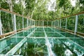 The glass skywalk in the birch forest