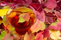 Glass of Sparkling Apple Cider with Autum Leaves Royalty Free Stock Photo