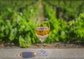 Glass of sparkling rose wine with a blurred view of grape vines in Napa Valley, California, USA Royalty Free Stock Photo