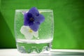 Glass of sparkling water with two flowers of violets of blue and white on a green background Royalty Free Stock Photo