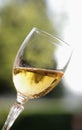 Glass of sparkling wine Royalty Free Stock Photo