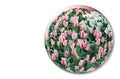 Glass sphere with red white tulips on white background Royalty Free Stock Photo