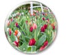 Glass sphere reflecting red tulips flowers Royalty Free Stock Photo