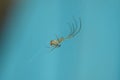 Glass spider on a web Royalty Free Stock Photo