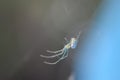 Glass spider on a web Royalty Free Stock Photo