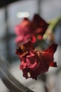 Red iris flower at sunset after rain, wet on the table.   table, water drops. Royalty Free Stock Photo