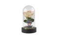 Glass terrarium. Large terrarium isolated on white background. Succulent plants in glass florarium vases, copy space. Home mini Royalty Free Stock Photo