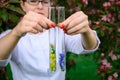 Glass test tubes with flower samples, close-up. Female hands holding flasks, blurred background. Study of plants, medicinal herbs