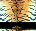 Glass on tiger skin