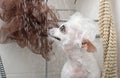 The glass of the shower cabin is covered with drops of water behind which the dog relaxes under the jets of water.