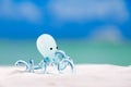 Glass tropical sea octopus on white beach sand