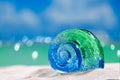 Glass tropical sea shell on white beach sand under the sun lig