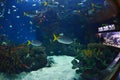 Glass tunnel in L'Oceanografic aquarium Royalty Free Stock Photo