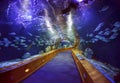 Glass tunnel in L'Oceanografic aquarium Royalty Free Stock Photo