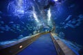 Glass tunnel in LOceanografic aquarium Royalty Free Stock Photo