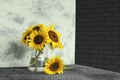 Glass vase with beautiful sunflowers and double-sided backdrop on table in photo studio Royalty Free Stock Photo