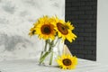 Glass vase with beautiful sunflowers and double-sided backdrop on table in photo studio Royalty Free Stock Photo