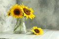 Glass vase with beautiful sunflowers and double-sided backdrops in photo studio Royalty Free Stock Photo