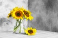 Glass vase with beautiful sunflowers and double-sided backdrops in photo studio Royalty Free Stock Photo