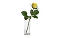 Glass vase with bouquet flower transparent background Royalty Free Stock Photo