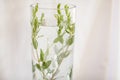 Glass vase filled with water in selective focus, green plant with small leaves and air bubbles inside it Royalty Free Stock Photo