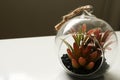 Glass vase with plants and cacti