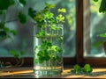 Glass vase with water and green clover leaves on the windowsill. Green Clover leafs. Royalty Free Stock Photo