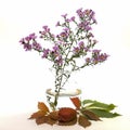 In a glass vase of water, there is a branch with small autumnal purple flowers. Royalty Free Stock Photo